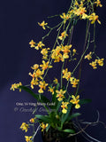 Oncidium Yi-Ying Shiny Gold – Sweet Fragrant! - Orchid Design