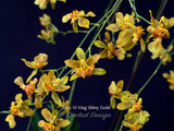 Oncidium Yi-Ying Shiny Gold – Sweet Fragrant! - Orchid Design