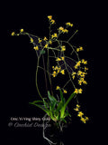 Oncidium Yi-Ying Shiny Gold – Sweet Fragrant! - Orchid Design
