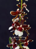 Oncidioda Pacific Pagan 'Kilauea' – very fragrant! Spring Blooming! - Orchid Design