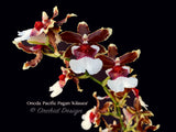 Oncidioda Pacific Pagan 'Kilauea' – very fragrant! Spring Blooming! - Orchid Design