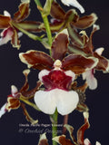 Oncidioda Pacific Pagan 'Kilauea' – very fragrant! Spring Blooming! - Orchid Design