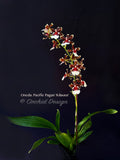 Oncidioda Pacific Pagan 'Kilauea' – very fragrant! Spring Blooming! - Orchid Design