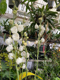 Dove Orchid – Peristeria elata – The rare "Holy Ghost" orchid, Mint Fragrant! - Orchid Design