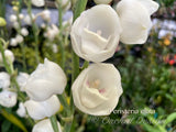 Dove Orchid – Peristeria elata – The rare "Holy Ghost" orchid, Mint Fragrant! - Orchid Design