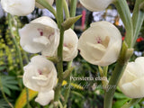 Dove Orchid – Peristeria elata – The rare "Holy Ghost" orchid, Mint Fragrant! - Orchid Design
