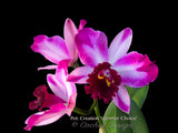 Potinara Creation 'Summer Choice' HCC/AOS Fragrant! - Orchid Design