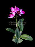 Potinara Creation 'Summer Choice' HCC/AOS Fragrant! - Orchid Design