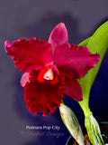 Potinara Pop City Red Fragrant! - Orchid Design