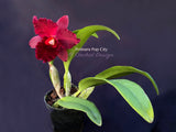 Potinara Pop City Red Fragrant! - Orchid Design