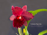 Potinara Pop City Red Fragrant! - Orchid Design