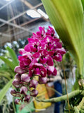 Rhynchostylis gigantea Big Spots – Large, fragrant! - Orchid Design