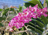 Rhynchostylis gigantea Big Spots – Large, fragrant! - Orchid Design