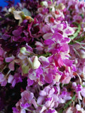 Rhynchostylis gigantea Big Spots – Large, fragrant! - Orchid Design