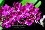Rhynchostylis gigantea Red – XLarge, fragrant! - Orchid Design