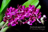 Rhynchostylis gigantea Red – XLarge, fragrant! - Orchid Design