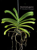 Rhynchostylis gigantea Big Spots – Large, fragrant! - Orchid Design