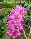 Rhynchostylis gigantea Pink – Fragrant - Orchid Design
