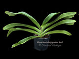 Rhynchostylis gigantea Red – XLarge, fragrant! - Orchid Design