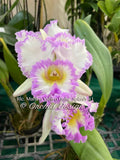 Rlc. Mahina Yahiro 'Julie' Splash JC/AOS – Very special! Fragrant! - Orchid Design