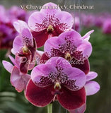 Vanda (Chavananand x Chindavat) - Orchid Design