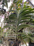 Vanda (Chavananand x Chindavat) - Orchid Design