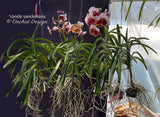 Vanda sanderiana – the Queen – Rare Species - Orchid Design