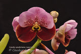 Vanda sanderiana – the Queen – Rare Species - Orchid Design