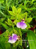 Zygoneria Adelaide Meadows Green Flowers, Fragrant!