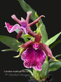 Zygo. Carolara Kathryn The Great –  Fragrant! - Orchid Design