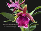 Zygo. Carolara Kathryn The Great –  Fragrant! - Orchid Design