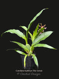 Zygo. Carolara Kathryn The Great –  Fragrant! - Orchid Design