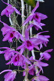Dendrobium anosmum – Very Fragrant! - Orchid Design
