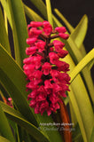 Arpophyllum alpinum – The hyacinth orchid - Orchid Design