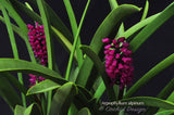Arpophyllum alpinum – The hyacinth orchid - Orchid Design