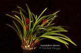 Arpophyllum alpinum – The hyacinth orchid - Orchid Design