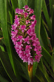 The Giant Arpophyllum gigantium – hyacinth orchid - Orchid Design