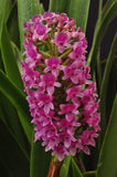 The Giant Arpophyllum gigantium – hyacinth orchid - Orchid Design