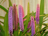 The Giant Arpophyllum gigantium – hyacinth orchid - Orchid Design