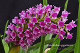 The Giant Arpophyllum gigantium – hyacinth orchid - Orchid Design