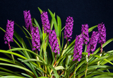 The Giant Arpophyllum gigantium – hyacinth orchid - Orchid Design