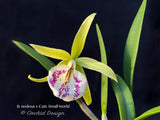 Brassavola nodosa x Cattleya Small World - Orchid Design