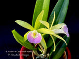 Brassavola nodosa x Cattleya Small World - Orchid Design