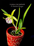 Brassavola nodosa x Cattleya Small World - Orchid Design