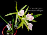 Brassocattleya Binosa 'Key Lime' — Showy, fragrant - Orchid Design