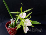 Brassocattleya Binosa 'Key Lime' — Showy, fragrant - Orchid Design