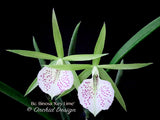 Brassocattleya Binosa 'Key Lime' — Showy, fragrant - Orchid Design