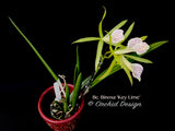 Brassocattleya Binosa 'Key Lime' — Showy, fragrant - Orchid Design