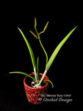 Brassocattleya Binosa 'Key Lime' — Showy, fragrant - Orchid Design