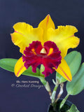 Blc. Hans Kunning – Blooming Size - Orchid Design